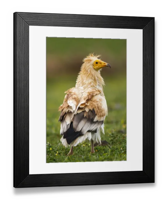 Framed Print : Egyptian Vulture (Neophron percnopterus), Castile-La Mancha, Spain Framed Print : Egyptian Vulture (Neophron percnopterus), Castile-La Mancha, Spain