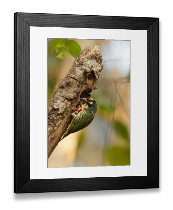 Framed Print : Coppersmith Barbet (Psilopogon haemacephalus), Khao Yai, Thailand Framed Print : Coppersmith Barbet (Psilopogon haemacephalus), Khao Yai, Thailand
