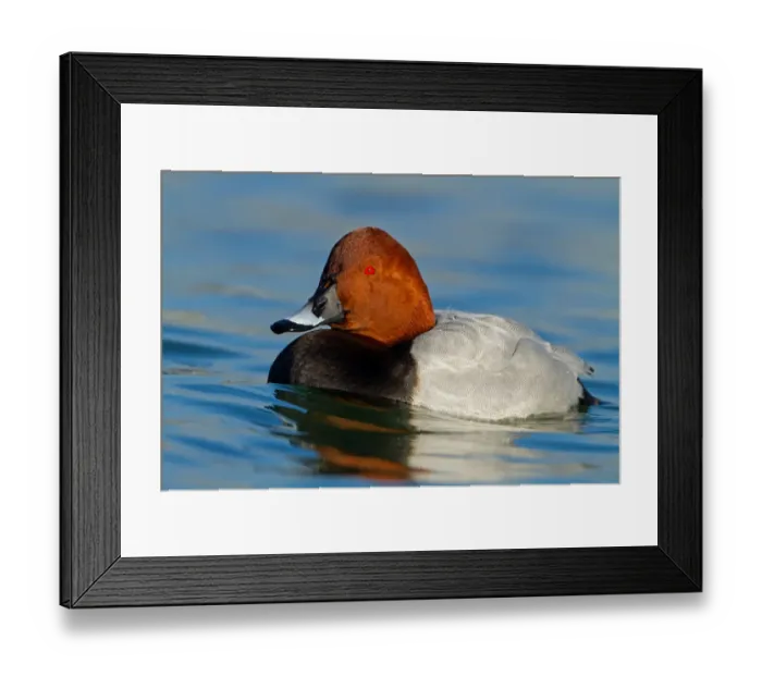 Framed Print : Common Pochard (Aythya ferina) male, Baden-Wuerttemberg, Germany Framed Print : Common Pochard (Aythya ferina) male, Baden-Wuerttemberg, Germany