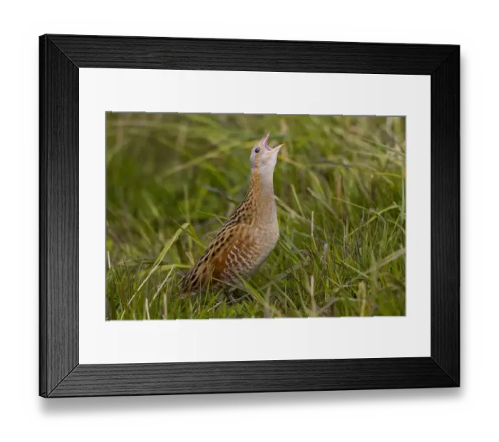 Framed Print : Corn Crake (Crex crex), Scotland, United Kingdom Framed Print : Corn Crake (Crex crex), Scotland, United Kingdom