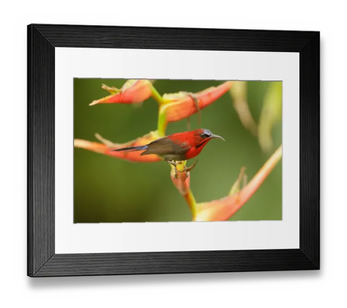 Framed Print : Crimson Sunbird (Aethopyga siparaja) male, Singapore Framed Print : Crimson Sunbird (Aethopyga siparaja) male, Singapore