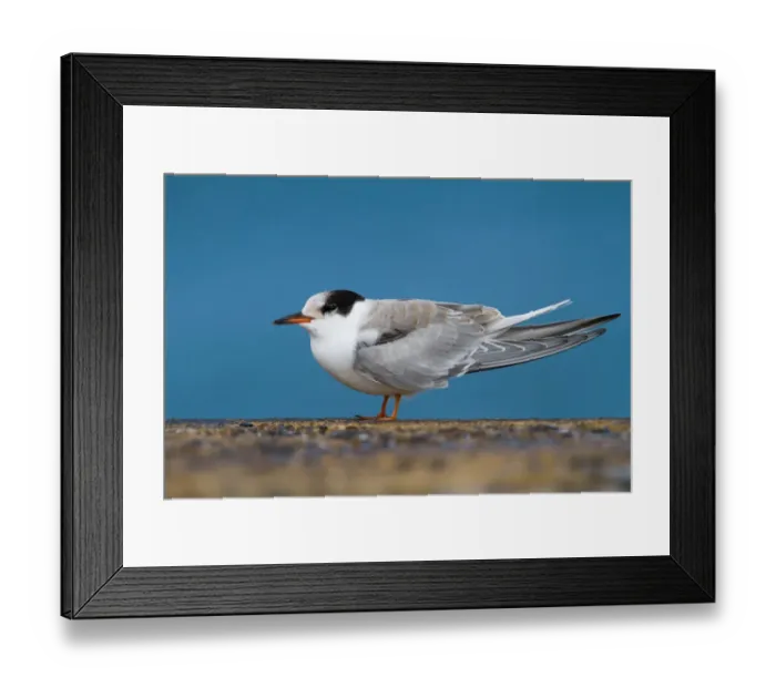 Framed Print : Common Tern (Sterna hirundo), Schleswig-Holstein, Germany Framed Print : Common Tern (Sterna hirundo), Schleswig-Holstein, Germany