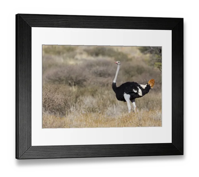 Framed Print : Common Ostrich (Struthio camelus) male, Northern Cape, South Africa Framed Print : Common Ostrich (Struthio camelus) male, Northern Cape, South Africa
