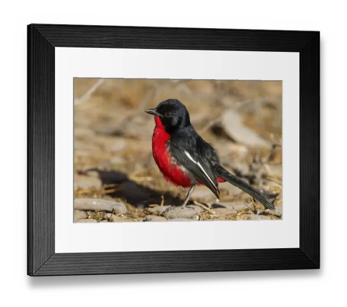 Framed Print : Crimson-breasted Shrike (Laniarius atrococcineus), Northern Cape, South Africa Framed Print : Crimson-breasted Shrike (Laniarius atrococcineus), Northern Cape, South Africa