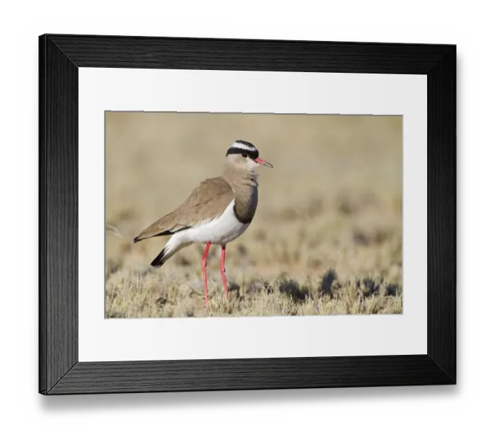 Framed Print : Crowned Lapwing (Vanellus coronatus), Northern Cape, Kgalagadi Transfrontier Park