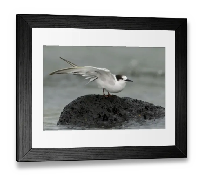 Framed Print : Common Tern-longipennis (Sterna hirundo longipennis), Victoria, Australia Framed Print : Common Tern-longipennis (Sterna hirundo longipennis), Victoria, Australia