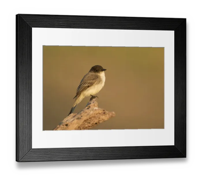 Framed Print : Eastern Phoebe (Sayornis phoebe), Texas, USA