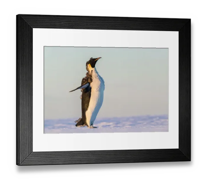 Framed Print : Emperor Penguin (Aptenodytes forsteri), Queen Maud Land, Antarctica Framed Print : Emperor Penguin (Aptenodytes forsteri), Queen Maud Land, Antarctica