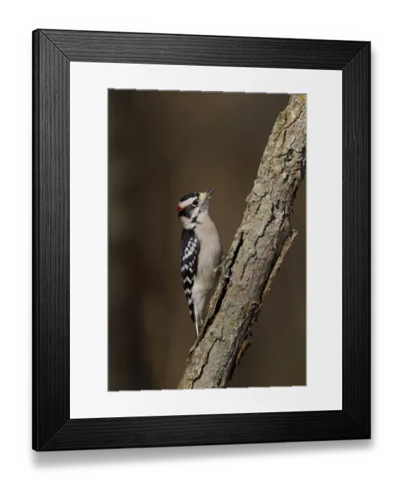 Framed Print : Downy Woodpecker (Dryobates pubescens) male, Ohio, USA