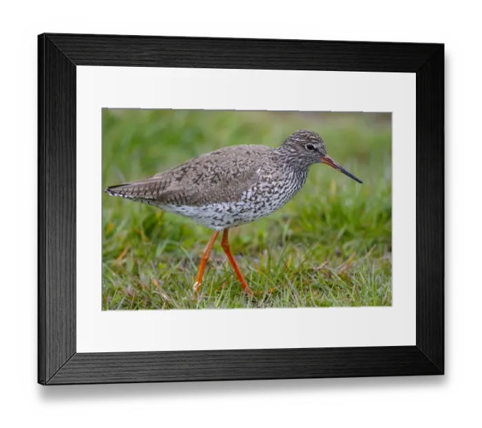 Framed Print : Common Redshank (Tringa totanus), The Netherlands Framed Print : Common Redshank (Tringa totanus), The Netherlands