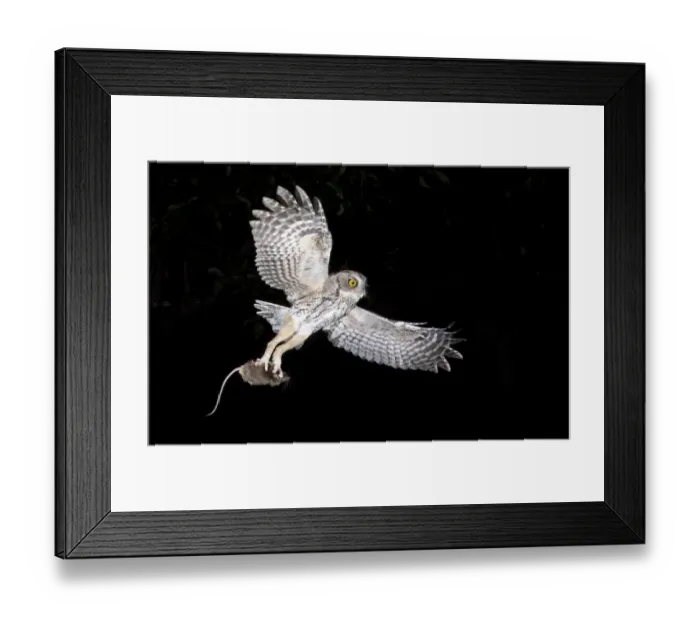 Framed Print : Eastern Screech Owl (Megascops asio) flying with prey, Texas, USA