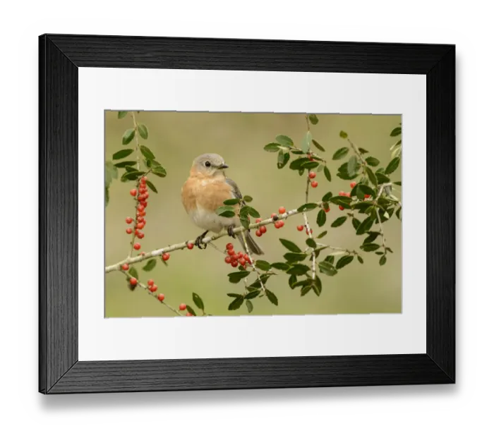 Framed Print : Eastern Bluebird (Sialia sialis) female, Texas, USA Framed Print : Eastern Bluebird (Sialia sialis) female, Texas, USA