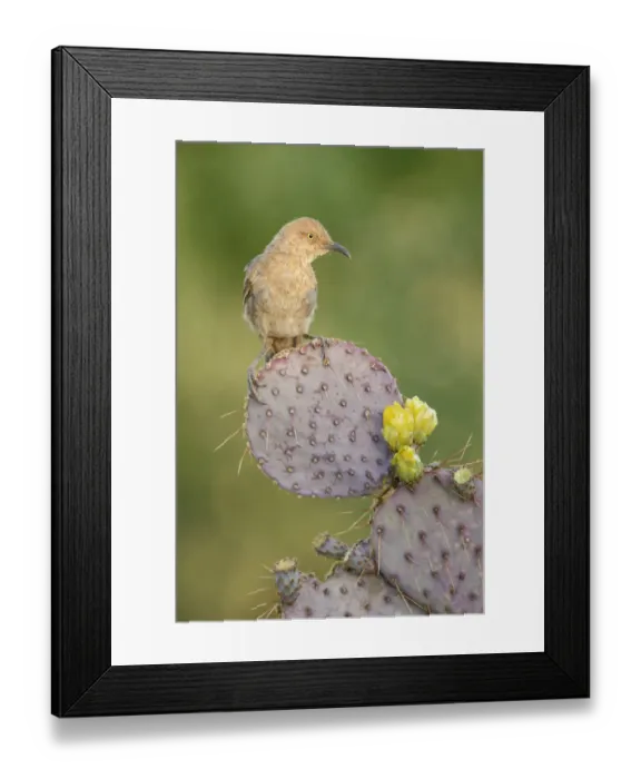 Framed Print : Curve-billed Thrasher (Toxostoma curvirostre), Arizona, USA Framed Print : Curve-billed Thrasher (Toxostoma curvirostre), Arizona, USA