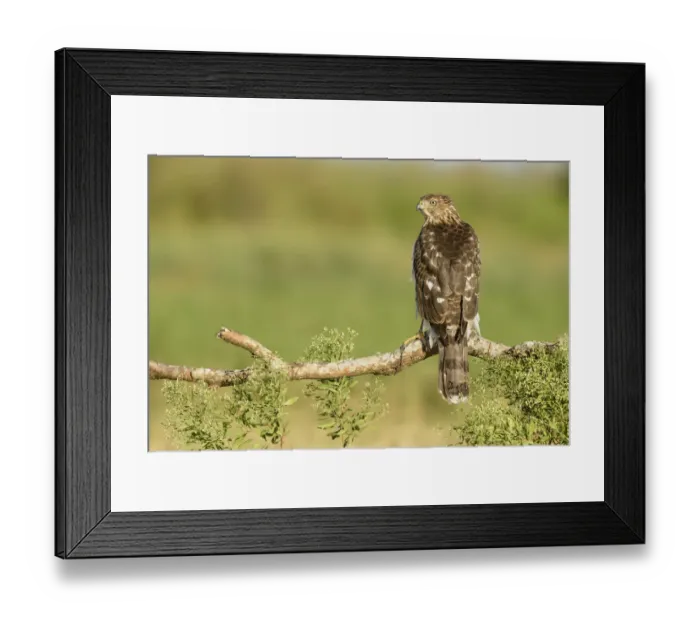 Framed Print : Coopers Hawk (Accipiter cooperii), Texas, USA Framed Print : Coopers Hawk (Accipiter cooperii), Texas, USA