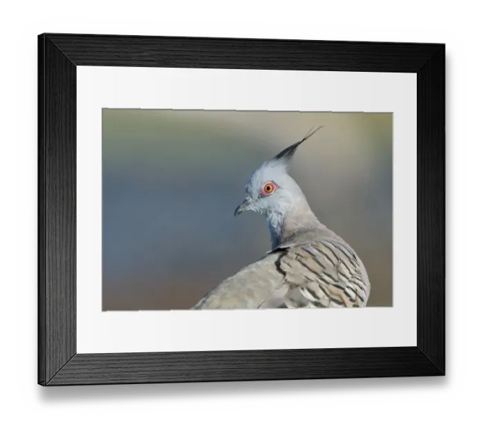 Framed Print : Crested Pigeon (Ocyphaps lophotes), Victoria, Australia Framed Print : Crested Pigeon (Ocyphaps lophotes), Victoria, Australia