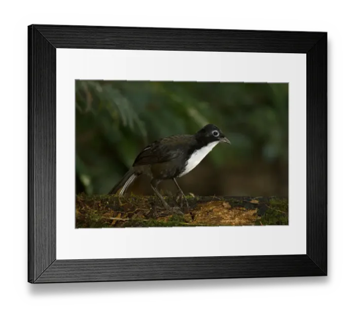 Framed Print : Chowchilla (Orthonyx spaldingii) male, Queensland, Australia Framed Print : Chowchilla (Orthonyx spaldingii) male, Queensland, Australia