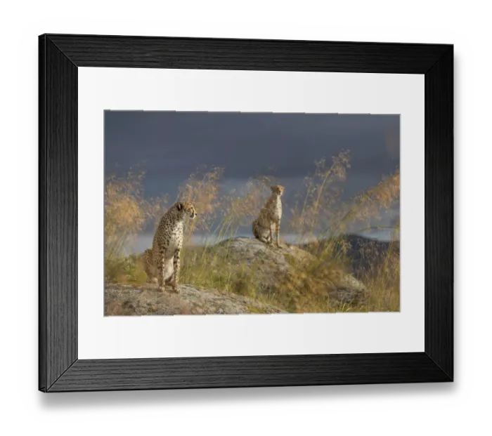 Framed Print : Cheetah (Acinonyx jubatus) two females sitting on rocks below dark clouds, Castile-La Mancha Framed Print : Cheetah (Acinonyx jubatus) two females sitting on rocks below dark clouds, Castile-La Mancha