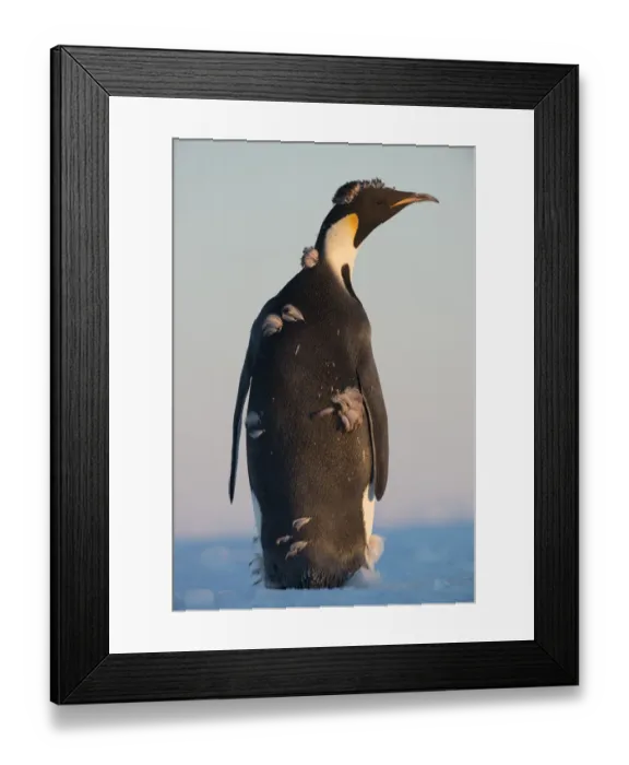 Framed Print : Emperor Penguin (Aptenodytes forsteri), Queen Maud Land, Antarctica Framed Print : Emperor Penguin (Aptenodytes forsteri), Queen Maud Land, Antarctica