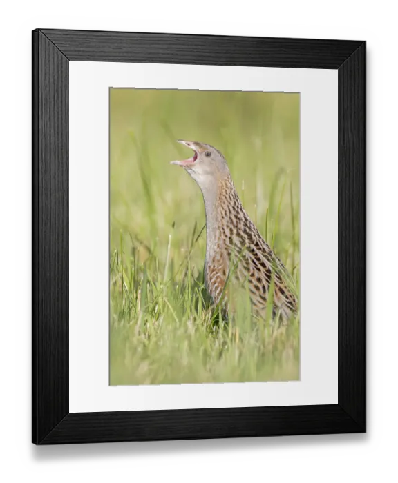 Framed Print : Corn Crake (Crex crex) calling, Saxony-Anhalt, Germany Framed Print : Corn Crake (Crex crex) calling, Saxony-Anhalt, Germany