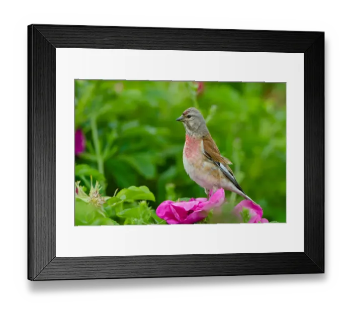 Framed Print : Common Linnet (Linaria cannabina) male, Schleswig-Holstein, Germany Framed Print : Common Linnet (Linaria cannabina) male, Schleswig-Holstein, Germany