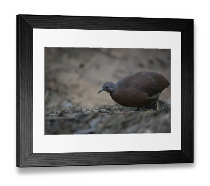 Framed Print : Brown Tinamou (Crypturellus obsoletus), Atlantic rainforest, Brazil Framed Print : Brown Tinamou (Crypturellus obsoletus), Atlantic rainforest, Brazil