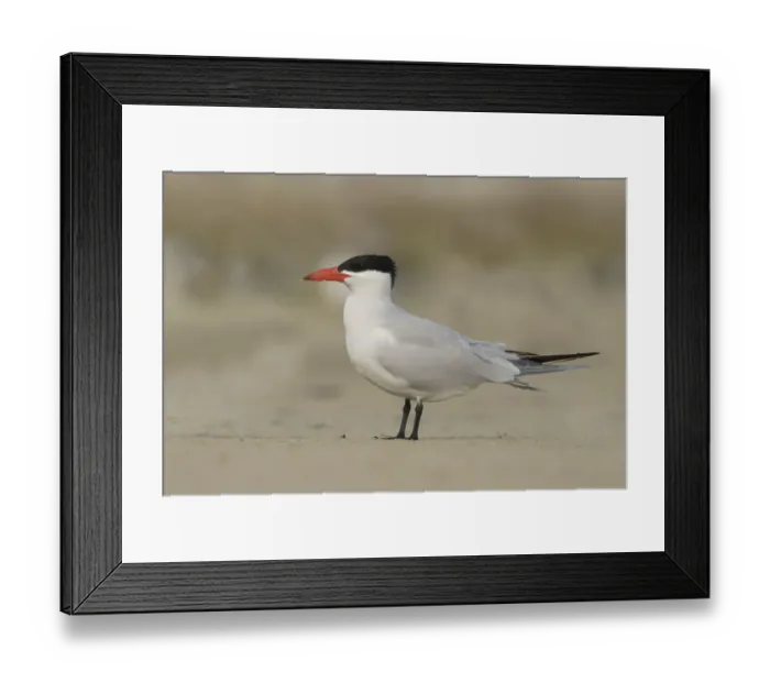 Framed Print : Caspian Tern (Hydroprogne caspia), Texas, USA Framed Print : Caspian Tern (Hydroprogne caspia), Texas, USA
