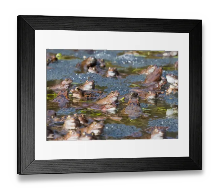 Framed Print : Common Frog (Rana temporaria) group in spawning pond, Upper Austria, Austria
