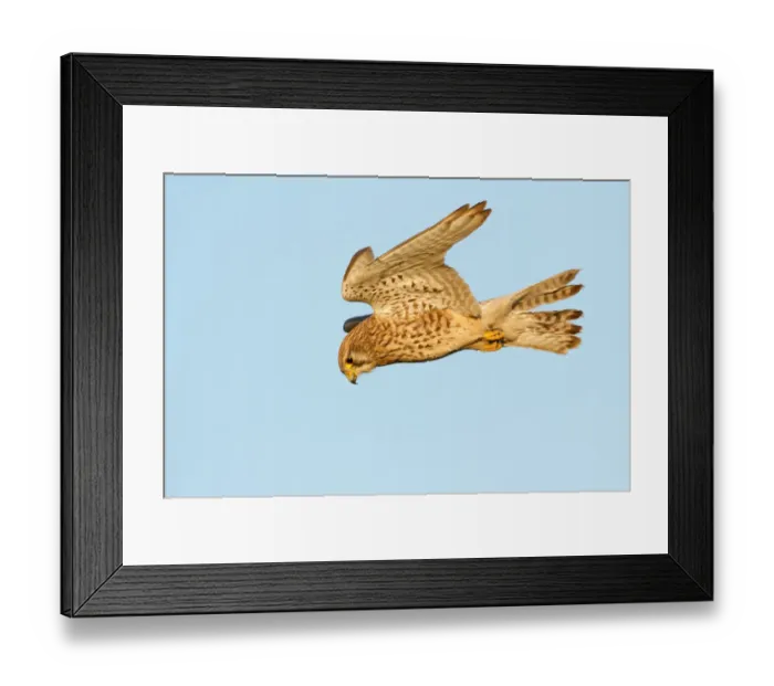 Framed Print : Common Kestrel (Falco tinnunculus) female flying, The Netherlands Framed Print : Common Kestrel (Falco tinnunculus) female flying, The Netherlands