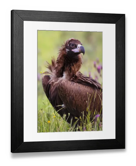 Framed Print : Cinereous Vulture (Aegypius monachus), Castile, Spain Framed Print : Cinereous Vulture (Aegypius monachus), Castile, Spain