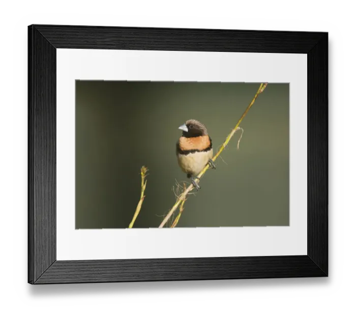 Framed Print : Chestnut-breasted Mannikin (Lonchura castaneothorax) perched on a twig, Queensland Framed Print : Chestnut-breasted Mannikin (Lonchura castaneothorax) perched on a twig, Queensland