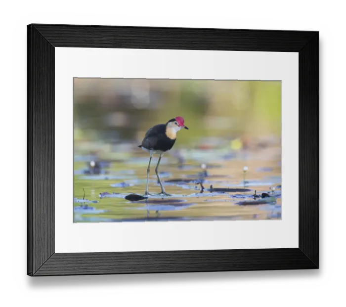 Framed Print : Comb-crested Jacana (Irediparra gallinacea), Queensland, Australia