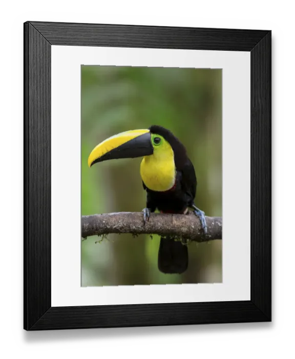 Framed Print : Choco Toucan (Ramphastos brevis) perched on a branch, Milpe, Ecuador Framed Print : Choco Toucan (Ramphastos brevis) perched on a branch, Milpe, Ecuador