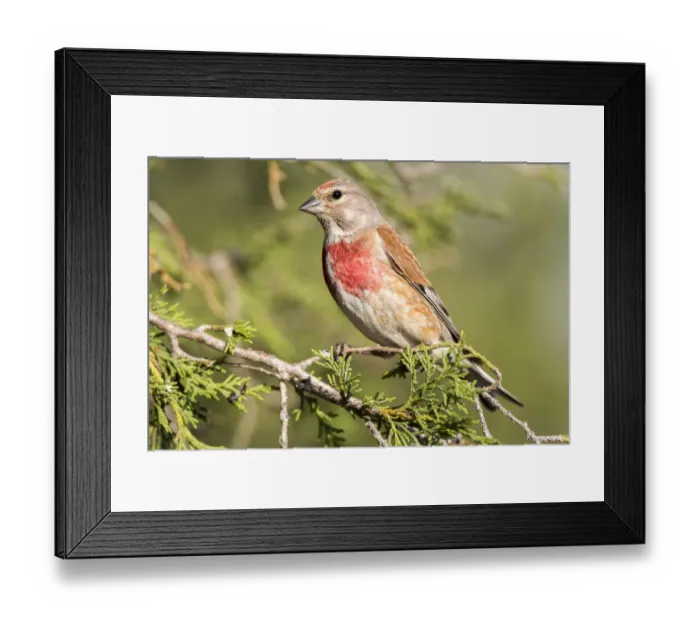Framed Print : Common Linnet (Linaria cannabina) male, Castile and Leon, Spain