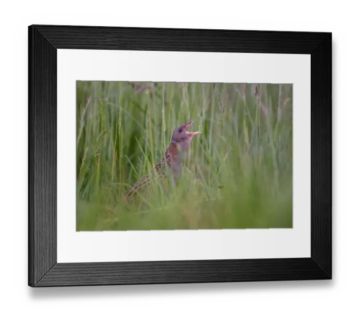 Framed Print : Corn Crake (Crex crex) male calling, Saxony, Germany Framed Print : Corn Crake (Crex crex) male calling, Saxony, Germany