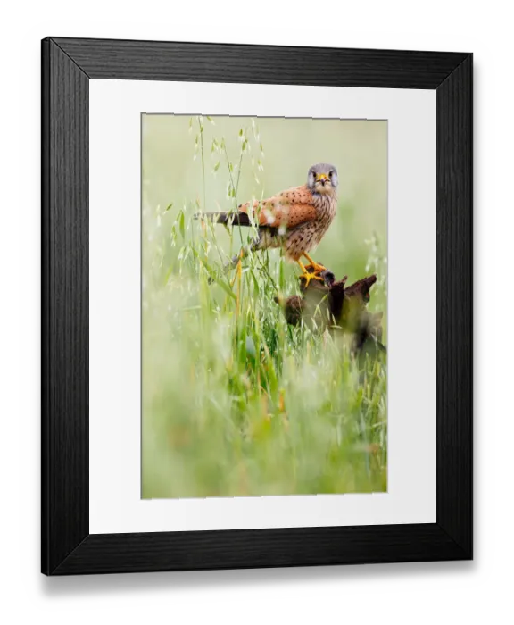 Framed Print : Common Kestrel (Falco tinnunculus) perched on a stump, Castile, Spain Framed Print : Common Kestrel (Falco tinnunculus) perched on a stump, Castile, Spain