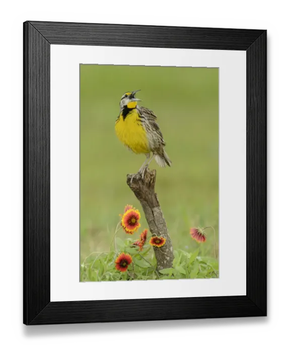 Framed Print : Eastern Meadowlark (Sturnella magna) male singing, Texas, USA Framed Print : Eastern Meadowlark (Sturnella magna) male singing, Texas, USA