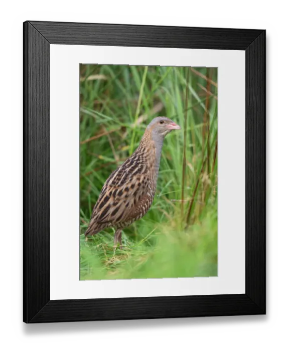 Framed Print : Corn Crake (Crex crex) male, Saxony, Germany Framed Print : Corn Crake (Crex crex) male, Saxony, Germany