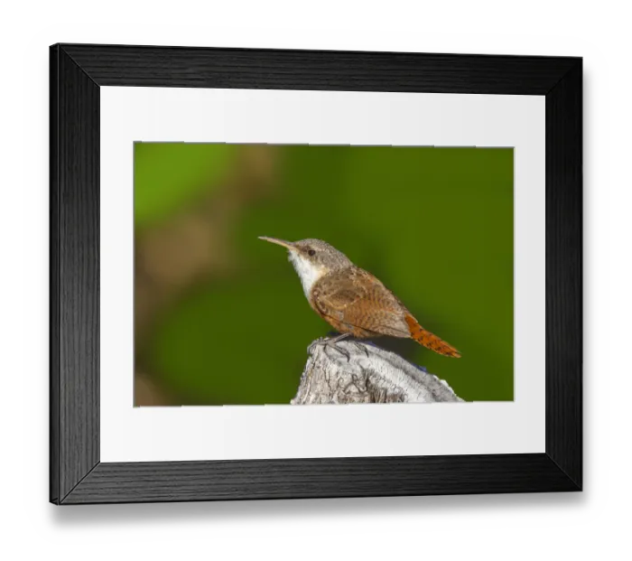 Framed Print : Canyon Wren (Catherpes mexicanus), Arizona, USA
