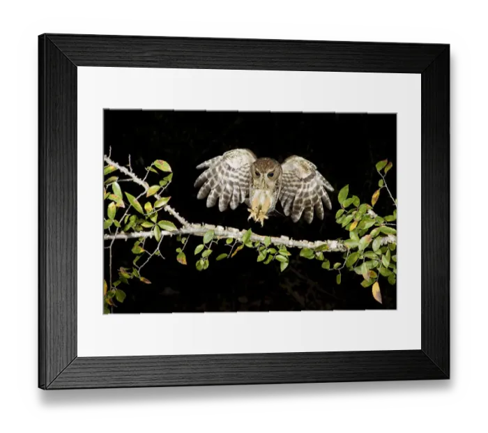 Framed Print : Eastern Screech Owl (Megascops asio) flying, Texas, USA Framed Print : Eastern Screech Owl (Megascops asio) flying, Texas, USA