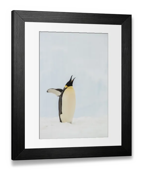 Framed Print : Emperor Penguin (Aptenodytes forsteri), Queen Maud Land, Antarctica Framed Print : Emperor Penguin (Aptenodytes forsteri), Queen Maud Land, Antarctica