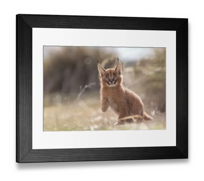 Framed Print : Caracal (Caracal caracal) cub playing in backlight, Castile-La Mancha, Spain Framed Print : Caracal (Caracal caracal) cub playing in backlight, Castile-La Mancha, Spain