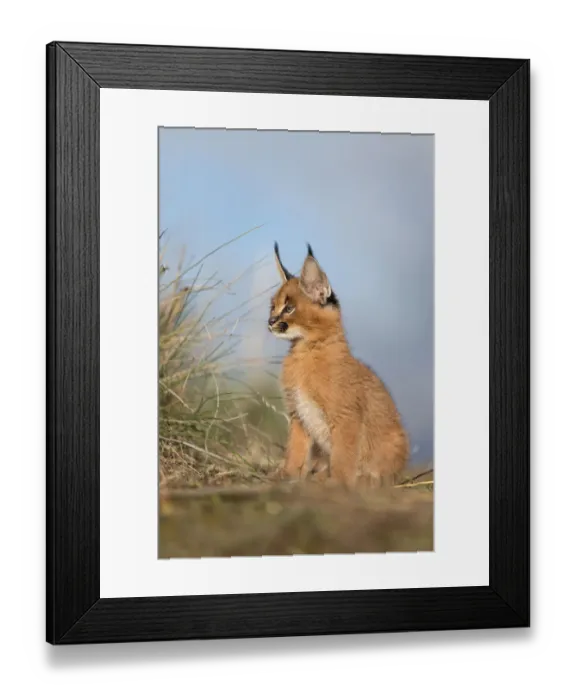 Framed Print : Caracal (Caracal caracal) cub sitting on the floor and observing, Castile-La Mancha