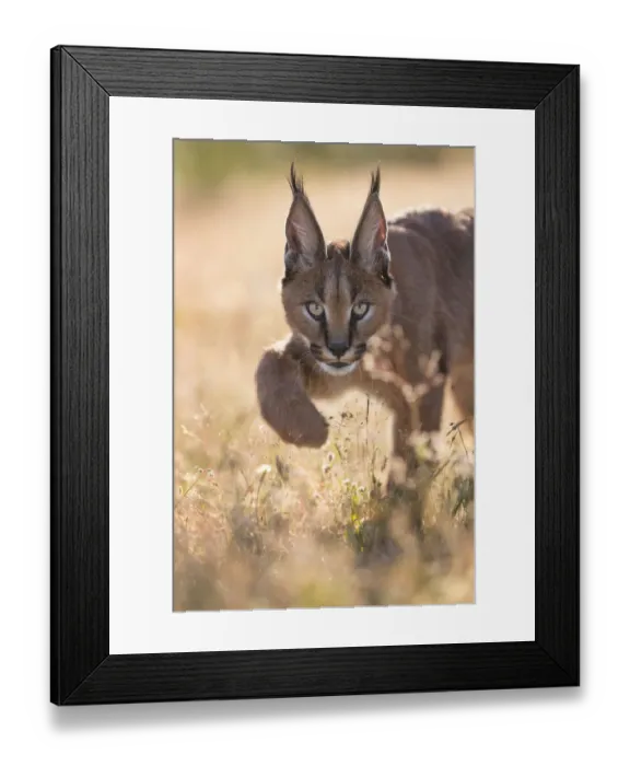 Framed Print : Caracal (Caracal caracal) cub portrait in backlight, Castile-La Mancha, Spain Framed Print : Caracal (Caracal caracal) cub portrait in backlight, Castile-La Mancha, Spain