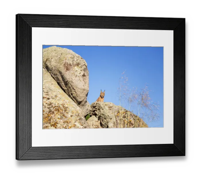 Framed Print : Caracal (Caracal caracal) lying on a rock, Castile-La Mancha, Spain Framed Print : Caracal (Caracal caracal) lying on a rock, Castile-La Mancha, Spain