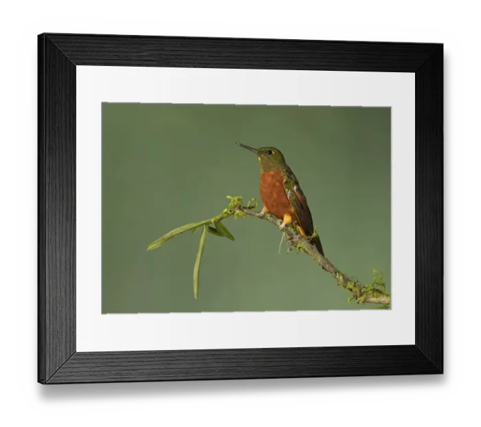 Framed Print : Chestnut-breasted Coronet (Boissonneaua matthewsii) perched on a branch, Napo, Ecuador Framed Print : Chestnut-breasted Coronet (Boissonneaua matthewsii) perched on a branch, Napo, Ecuador