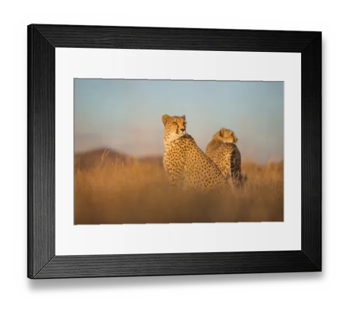 Framed Print : Cheetah (Acinonyx jubatus) two females together in twilight, Castile-La Mancha, Spain Framed Print : Cheetah (Acinonyx jubatus) two females together in twilight, Castile-La Mancha, Spain