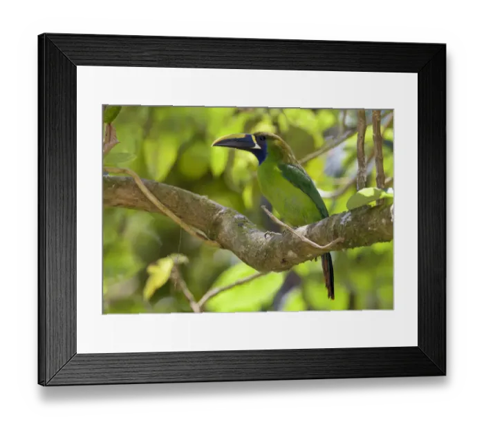 Framed Print : Emerald Toucanet (Aulacorhynchus prasinus) perched on a branch, San Jose, Costa Rica Framed Print : Emerald Toucanet (Aulacorhynchus prasinus) perched on a branch, San Jose, Costa Rica