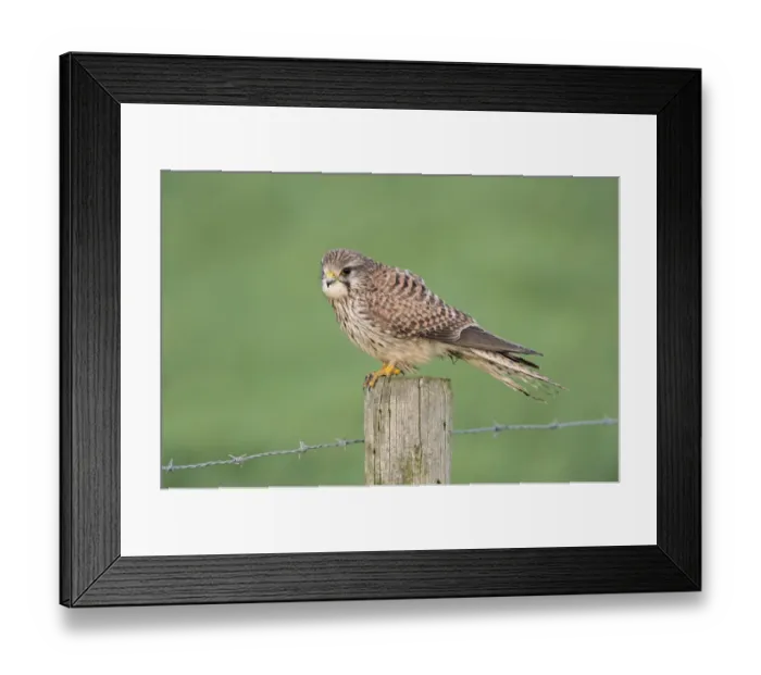 Framed Print : Common Kestrel (Falco tinnunculus) female perched on a pale, North Rhine-Westphalia Framed Print : Common Kestrel (Falco tinnunculus) female perched on a pale, North Rhine-Westphalia
