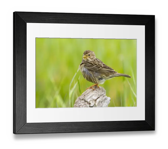 Framed Print : Corn Bunting (Emberiza calandra), Castile-La Mancha, Spain Framed Print : Corn Bunting (Emberiza calandra), Castile-La Mancha, Spain