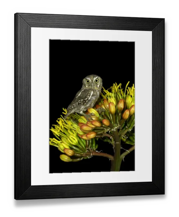Framed Print : Elf Owl (Micrathene whitneyi), Arizona, USA Framed Print : Elf Owl (Micrathene whitneyi), Arizona, USA
